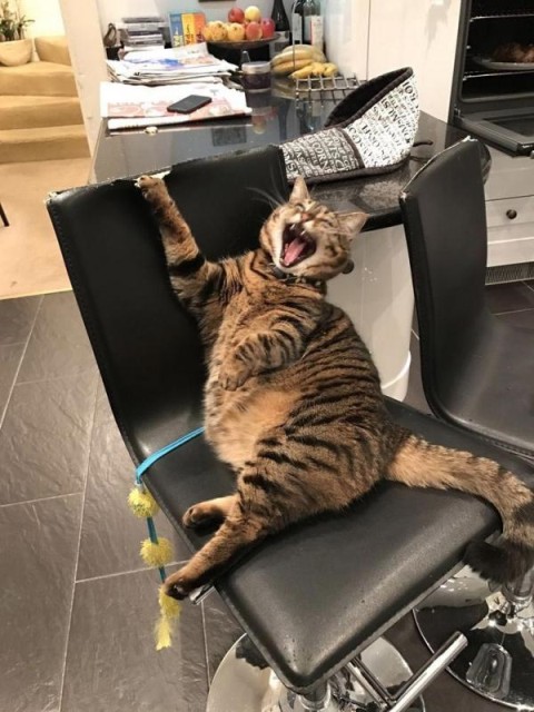 Коты и Кошки