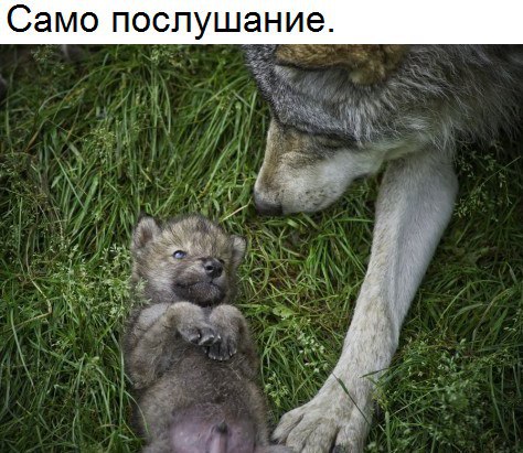 Живность из сети