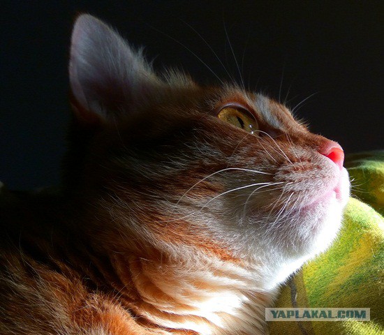 Котовторник 28.11.2017