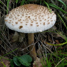 Как вырастить грибы на подоконнике