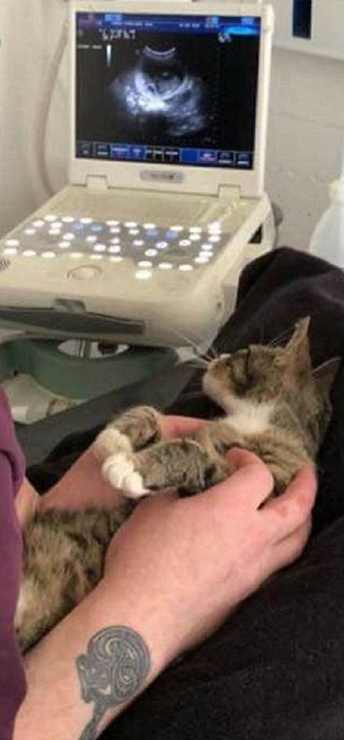 Беременная кошка из приюта нашла свое счастье