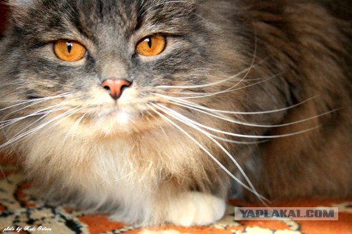 Котовторник на ЯПлакалъ (10.06.08), прикольные коты, добавляем свои!