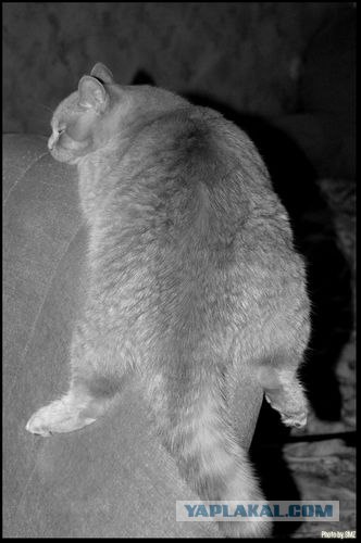 Ура, котовторник! (01.07.2008)