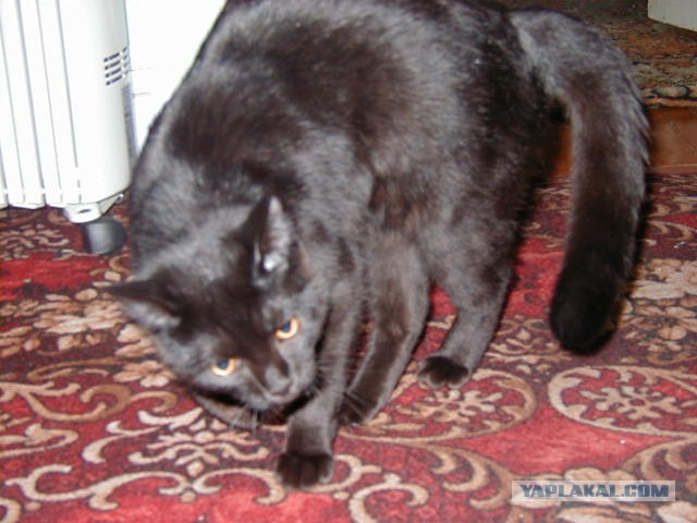 Внимание! На ЯПе КОТОВТОРНИК. 23.09.08.
