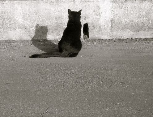 Коты на вторник на ЯПлакалъ (07.10.2008)