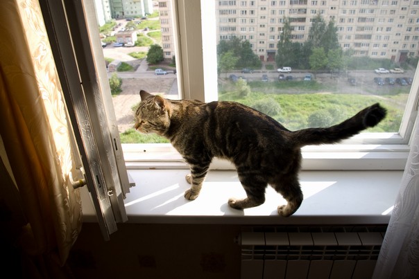 Кот Кузя