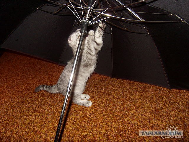 Котовторник на 2 ноября