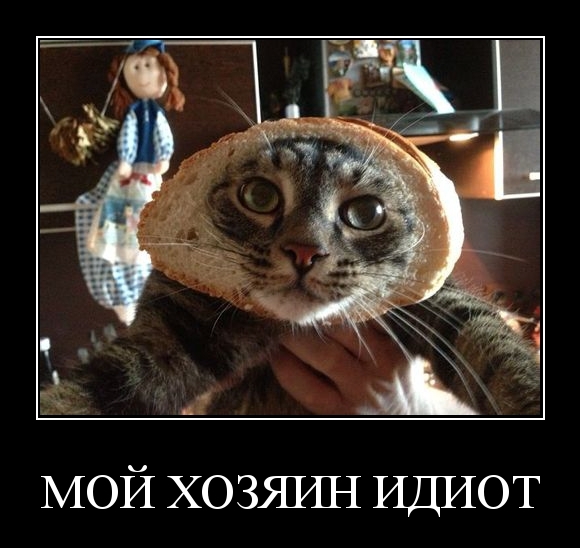 А-а ... ору не могу. Кошачий бум в однушке. Это видео сделало мой день