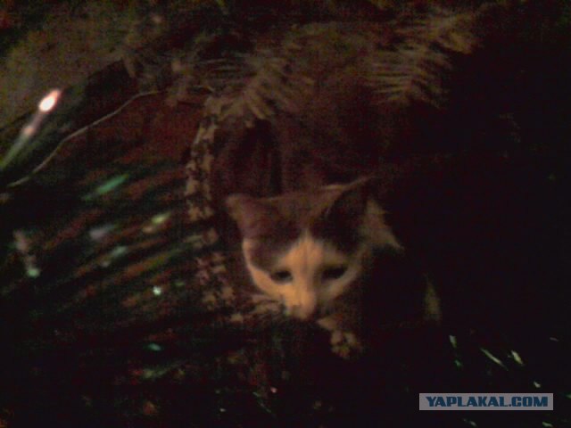 Котовторник (10.01.2012)