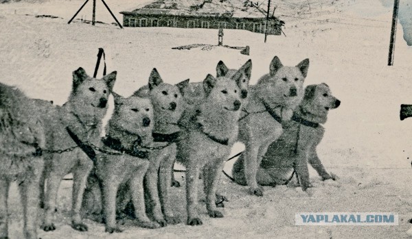 Самоеды