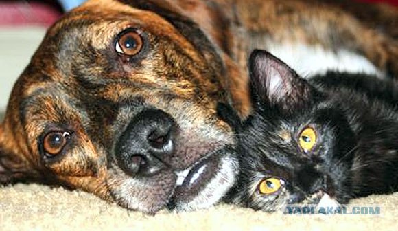 Собакочетверг