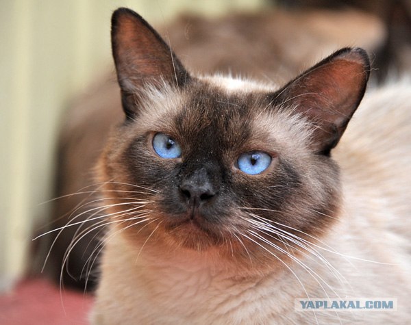 Котовторник 11.09.2012