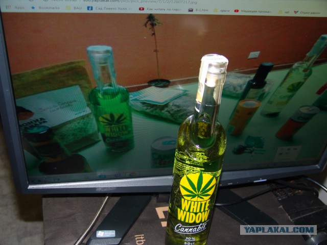 Конопля с грибами