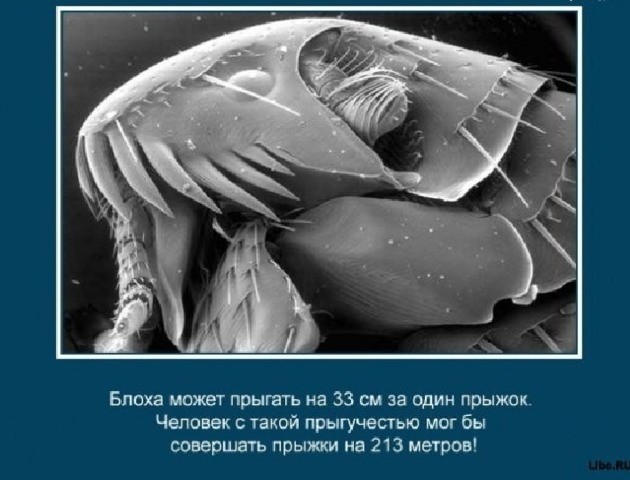 Интересные факты о животных