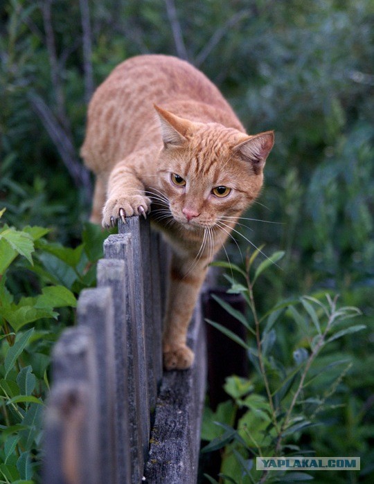 Задорные заборные котэ