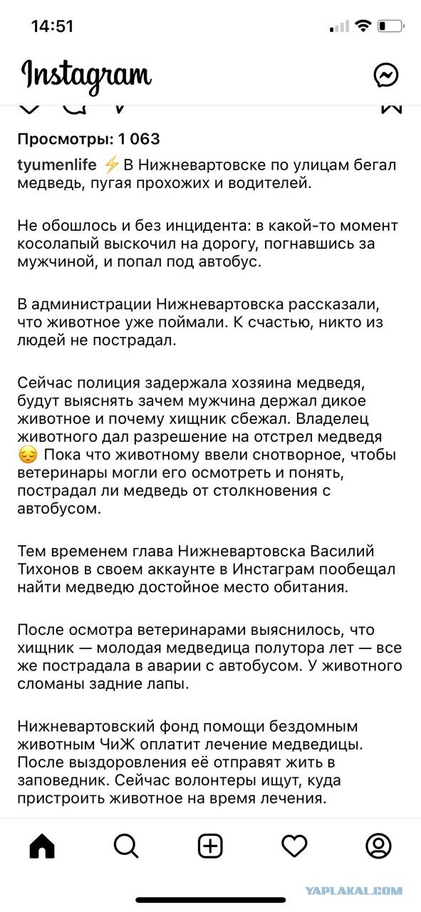 В Нижневартовске бегает медведь