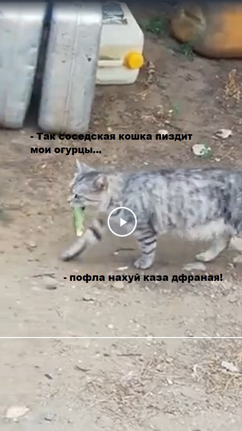 А еще говорят коты и кошки огурцов боятся