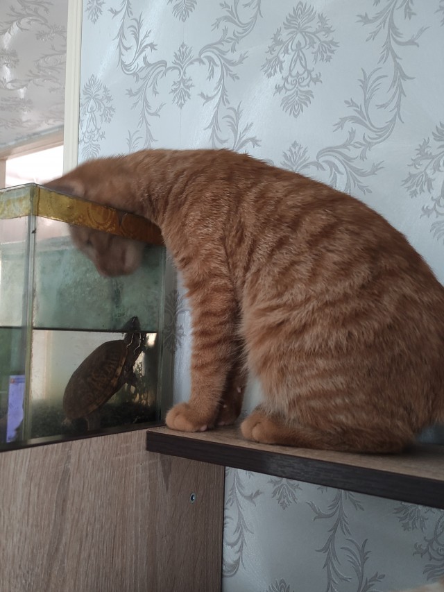 Котовторник 28.09.21