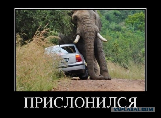 В Индии дикий слон выбрался к дороге и набросился на автобус, полный людей
