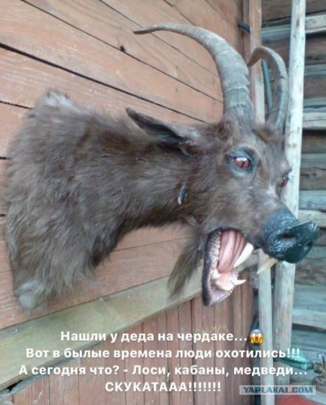 Давайте просто подеградируем над БАЯНАМИ