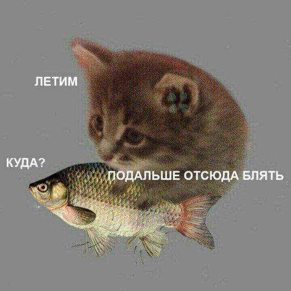 В 93% российских ветклиник испытывают дефицит препаратов и вакцин