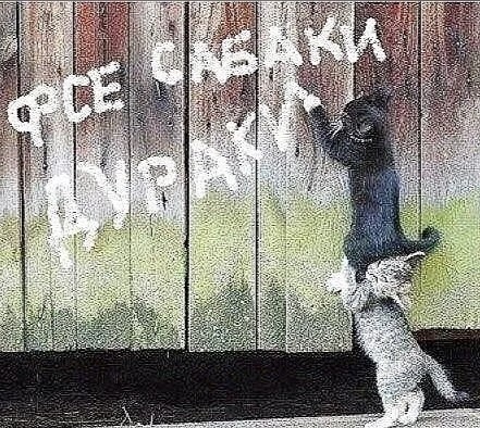 Блохастые докучают шерстяным