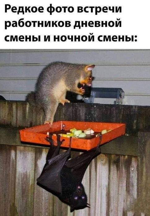 Картинки для деградации 175 (разной степени свежести)