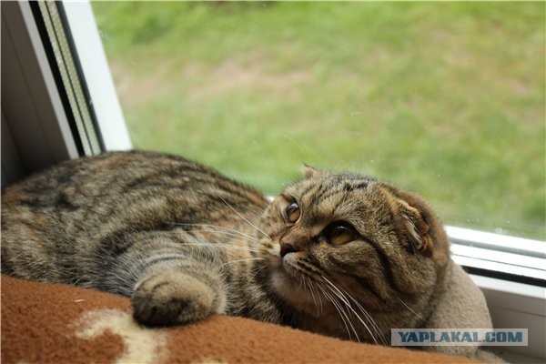 Котовторник 17.09.2013