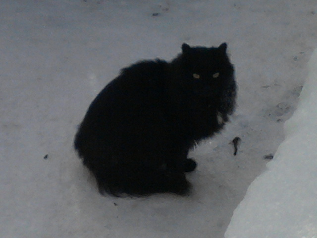 Котовторник 12.11.2013