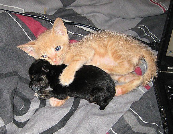 Собакочетверг на 02.01.2014