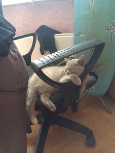 Про спасенных котеек