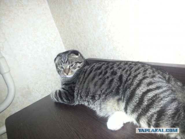 Как я вскармливал котенка без кошки