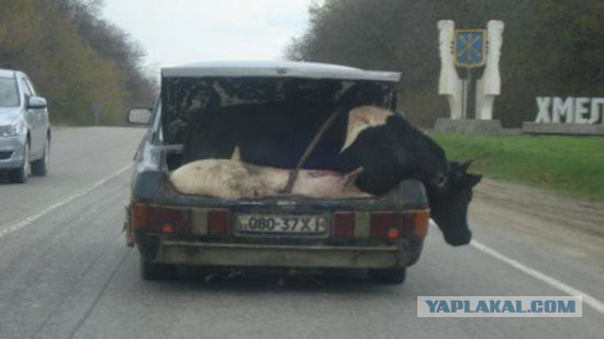 Некоторые автомобили американского рынка