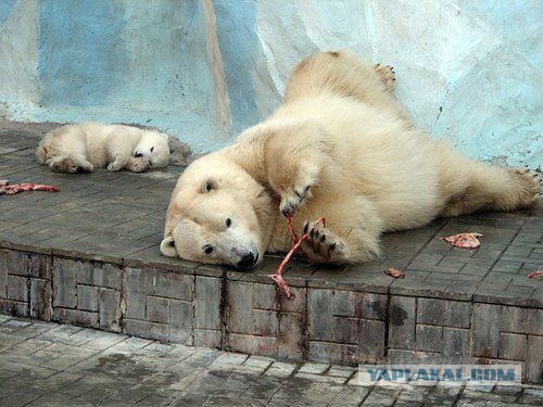 В Новосибирском зоопарке родился медвежонок.