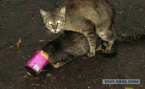 Кошачий Hardcore