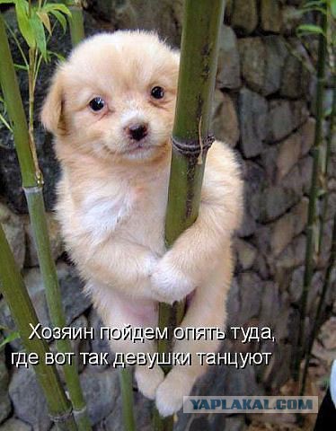 Весёлое из сети