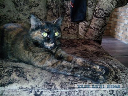 Коты-хамелеоны или чудеса маскировки