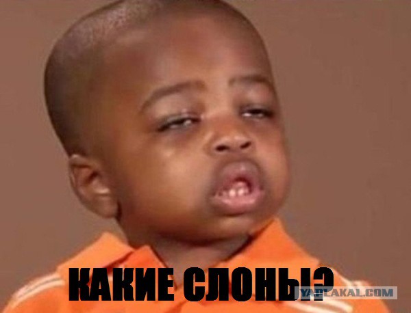 Слоны