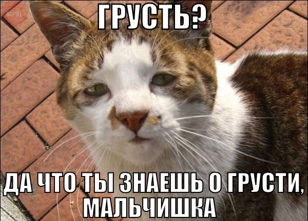 Забавные картинки из Сети