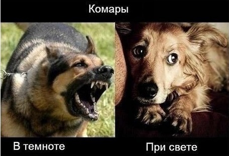 "Причиндал" комара