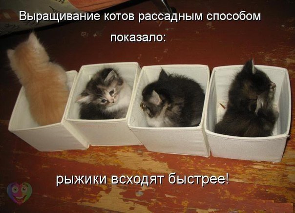 Картинки на пятницу