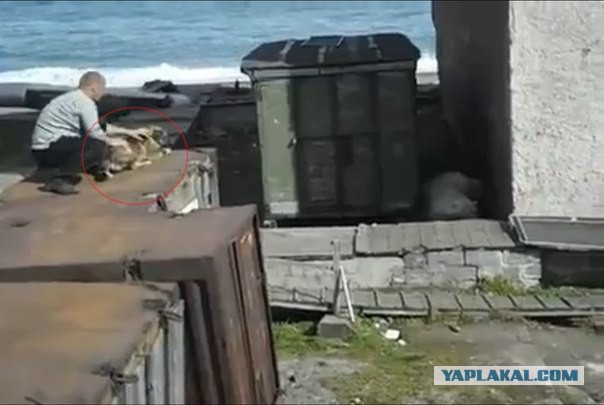 Белый медведь.