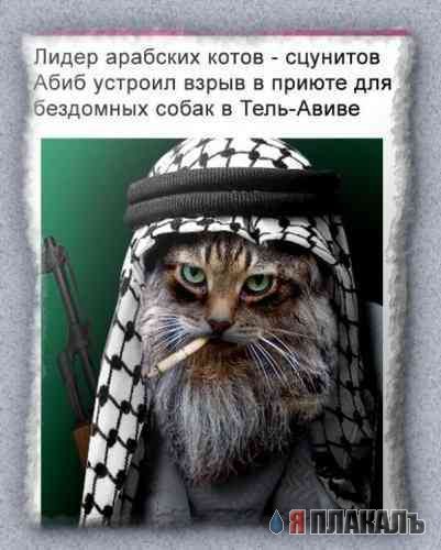 Коты, кошки, котята