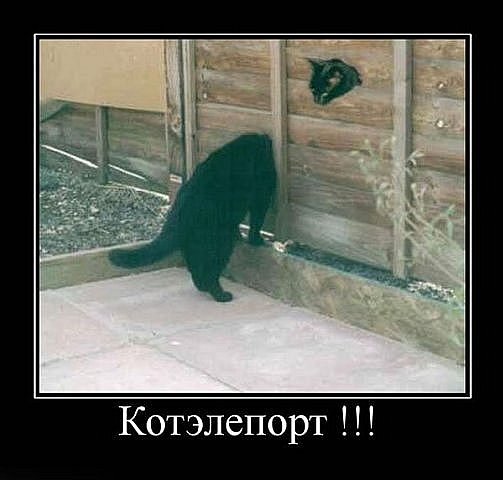Демы к котовторнику!