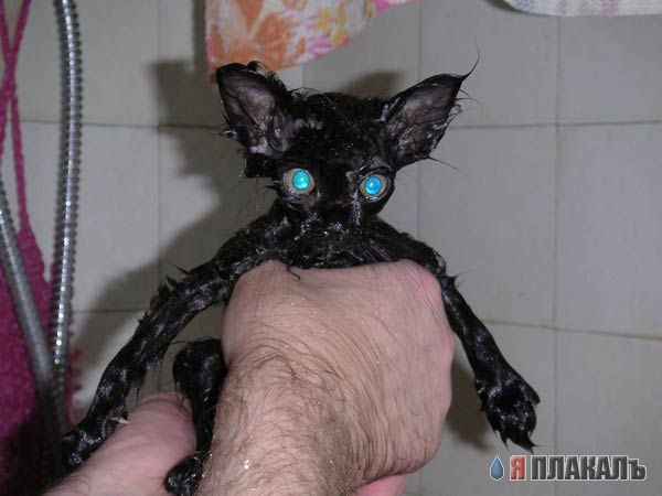Народный котомет на фторинег