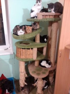 Приют для бездомных животных "Убежище"