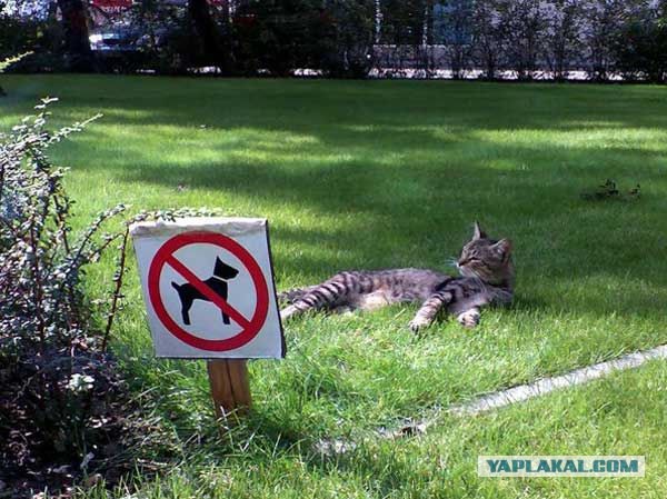 Котовторник 05.07.16