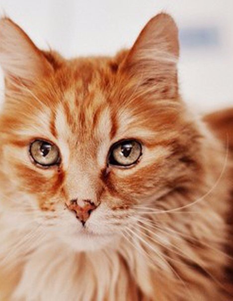 Коты из сети