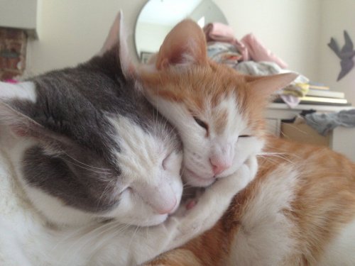 Коты из сети