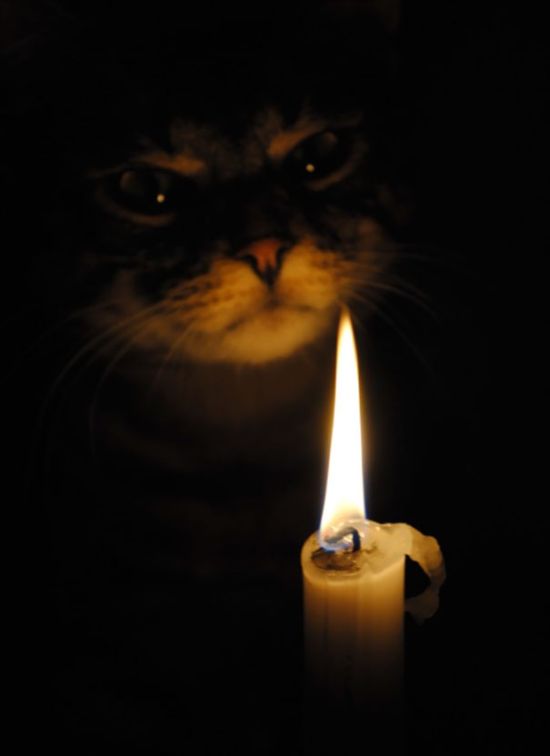 Коты и Кошки